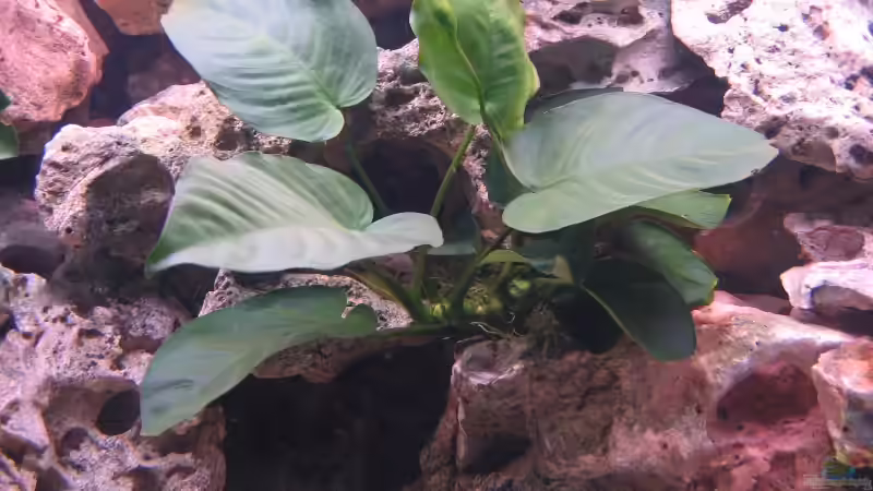 Pflanzen im Aquarium Becken 820 von Björn Klocke (5)