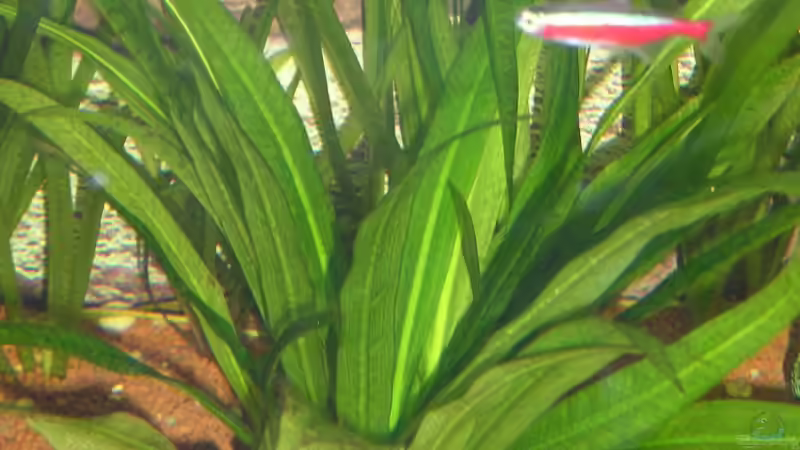 Pflanzen im Aquarium Becken 8222 von Patrick Wanders (2)