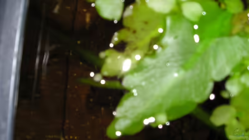 Pflanzen im Aquarium Becken 8222 von Patrick Wanders (3)