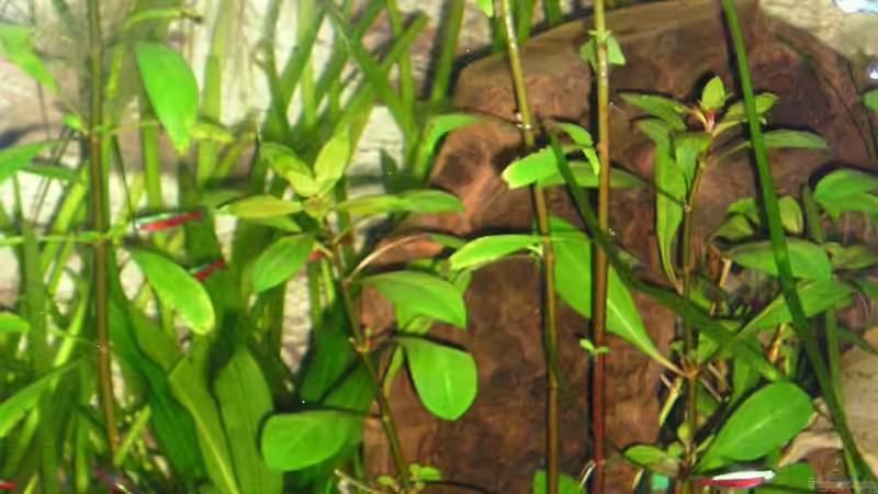 Pflanzen im Aquarium Becken 8222 von Patrick Wanders (5)