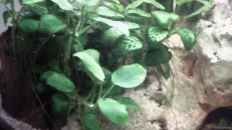 Pflanzen im Aquarium Becken 8229 von Jochen Prölß (2)