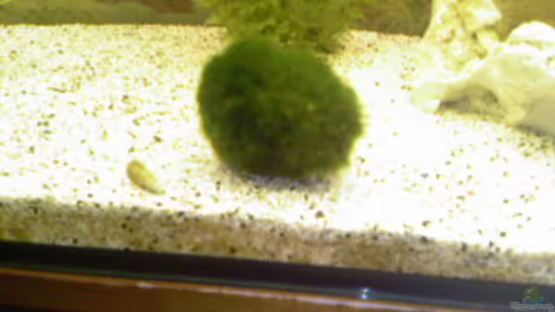 Pflanzen im Aquarium Becken 8241 von Ingo Weiß (6)