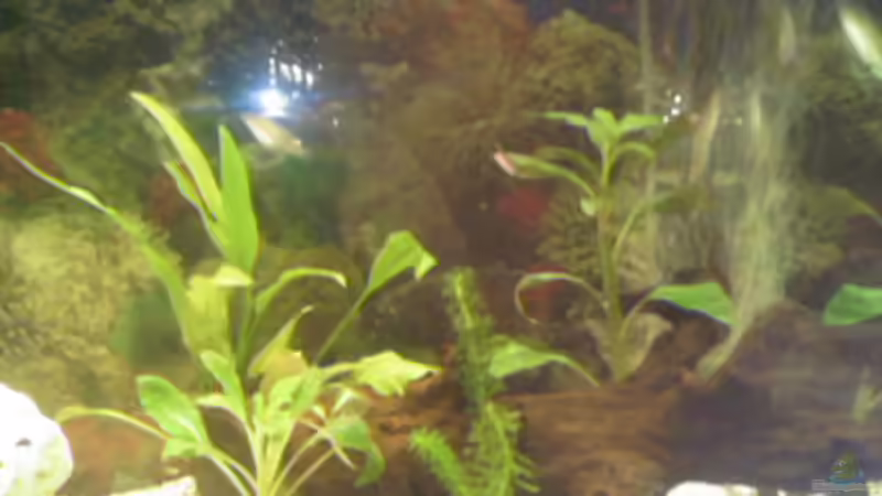 Pflanzen im Aquarium Becken 8241 von Ingo Weiß (7)