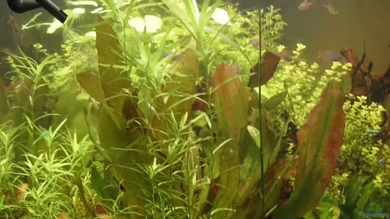 Pflanzen im Aquarium Becken 8249 von Reinhard (7)