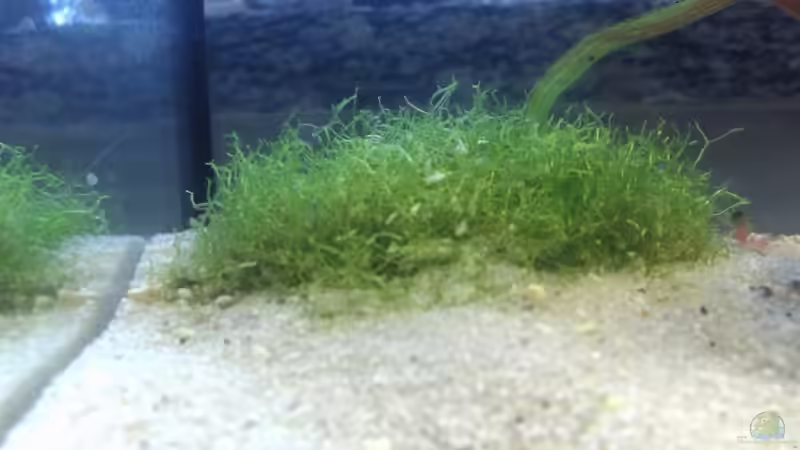 Pflanzen im Aquarium Becken 8261 von Daniel (4)