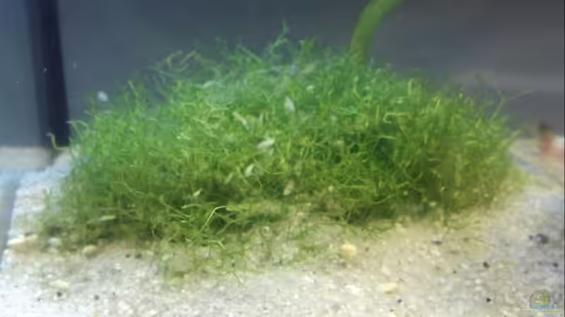 Pflanzen im Aquarium Becken 8261 von Daniel (5)