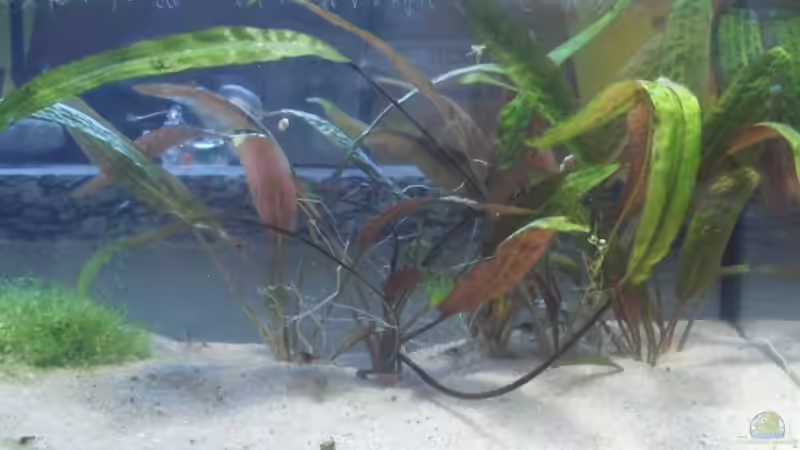 Pflanzen im Aquarium Becken 8261 von Daniel (6)