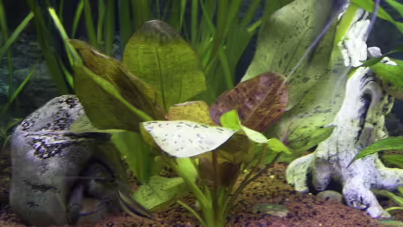 Pflanzen im Aquarium Becken 830 von Christian Pfeiler (2)