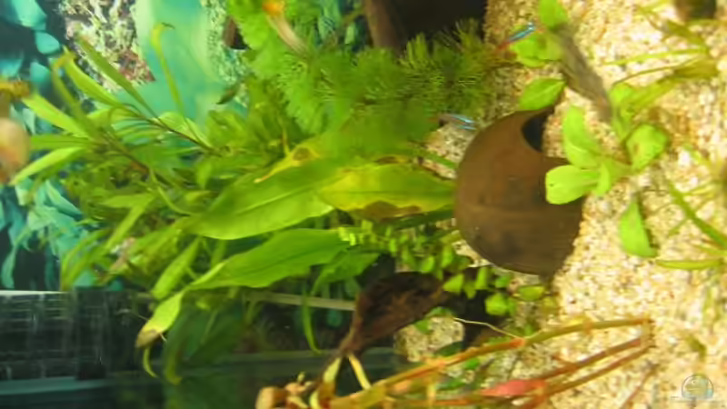 Pflanzen im Aquarium Becken 8311 von andi.B (13)