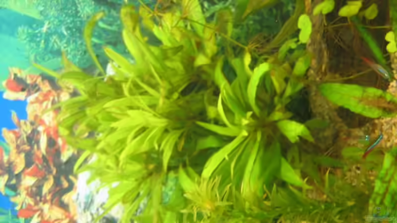 Pflanzen im Aquarium Becken 8311 von andi.B (15)