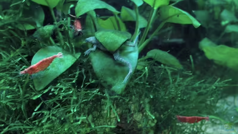 Pflanzen im Aquarium Becken 8344 von WSS (5)