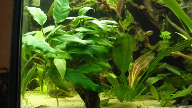 Pflanzen im Aquarium Becken 8376 von Oliver Czaika (5)