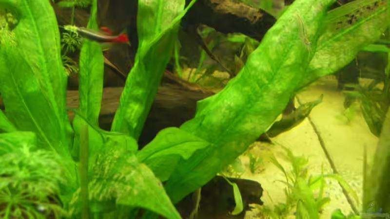 Pflanzen im Aquarium Becken 8376 von Oliver Czaika (6)