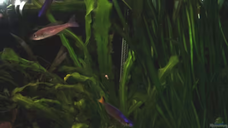 Pflanzen im Aquarium Becken 840 von Alexander Schimmelpfennig (3)