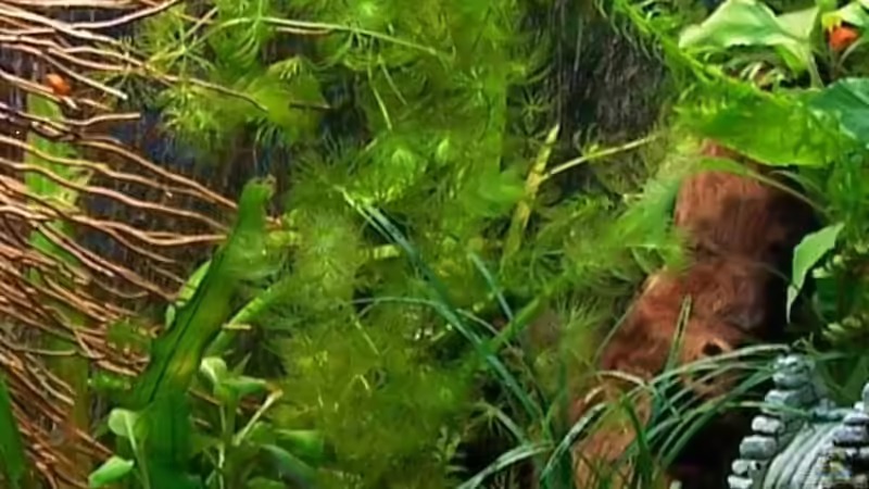 Pflanzen im Aquarium Becken 8419 von Fadenfisch (5)