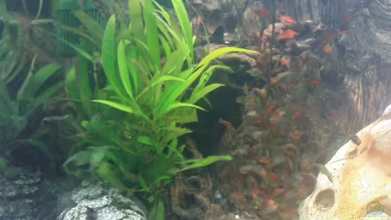 Pflanzen im Aquarium Becken 8425 von Stgt.WEST (12)