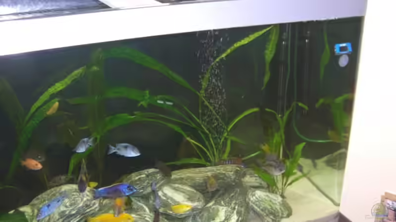 Pflanzen im Aquarium Becken 8453 von Marco Röhrig (3)