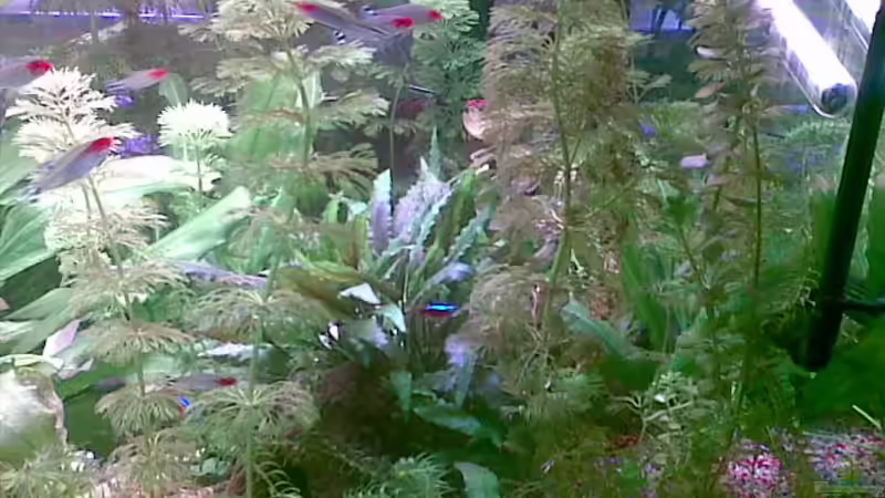 Pflanzen im Aquarium Becken 8460 von Bastian Linsenmeier (4)