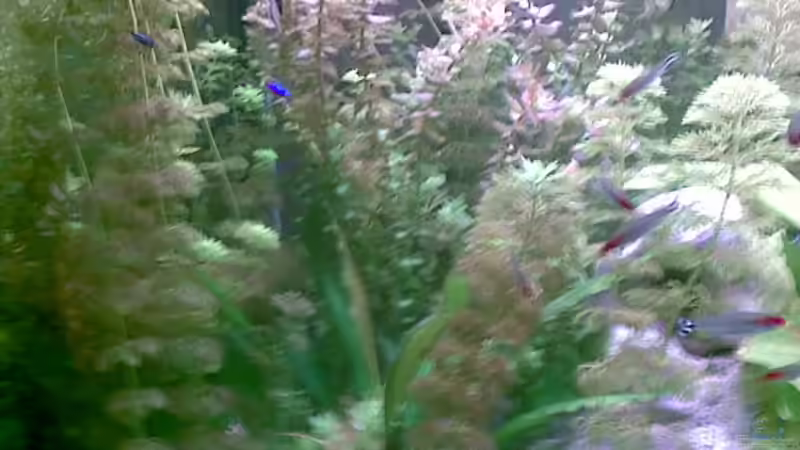 Pflanzen im Aquarium Becken 8460 von Bastian Linsenmeier (6)