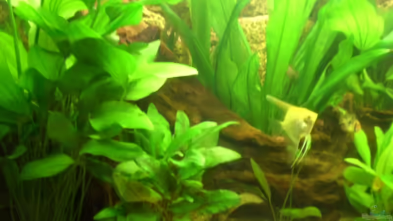 Pflanzen im Aquarium Becken 8462 von Andreas Haase (6)