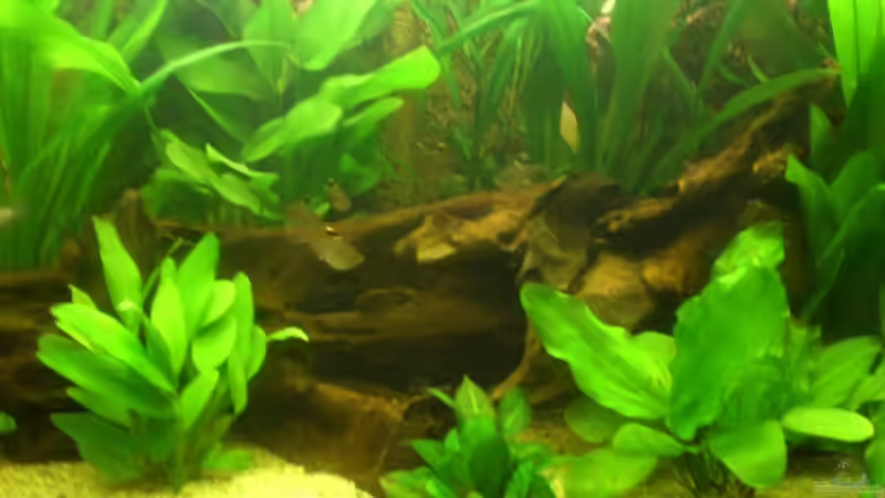 Pflanzen im Aquarium Becken 8462 von Andreas Haase (7)