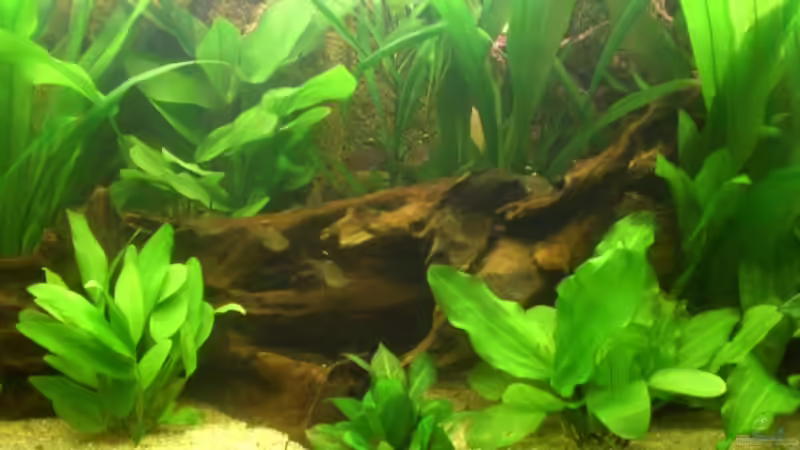Pflanzen im Aquarium Becken 8462 von Andreas Haase (8)