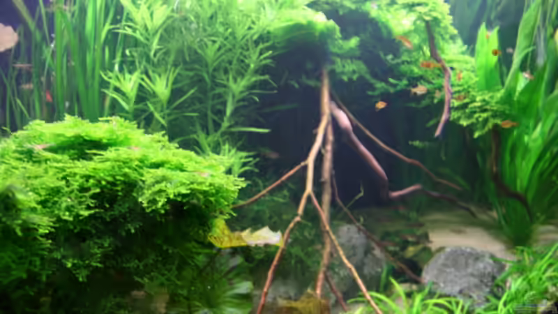 Pflanzen im Aquarium Becken 8463 von bull70 (6)