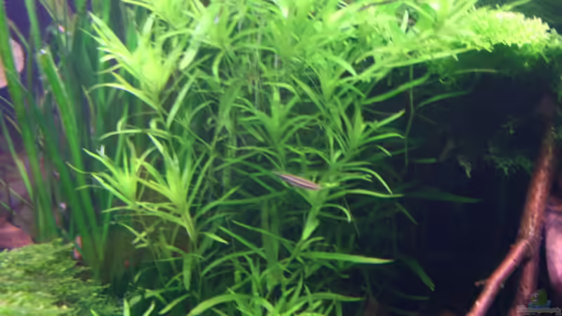 Pflanzen im Aquarium Becken 8463 von bull70 (7)