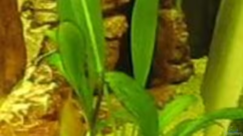 Pflanzen im Aquarium Becken 8478 von Gaspode (2)