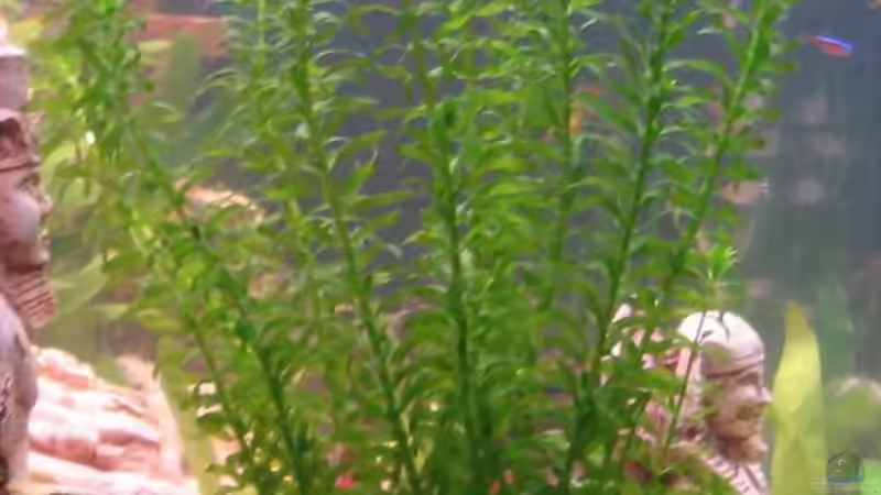 Pflanzen im Aquarium Becken 8478 von Gaspode (7)