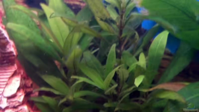 Pflanzen im Aquarium Becken 8478 von Gaspode (8)