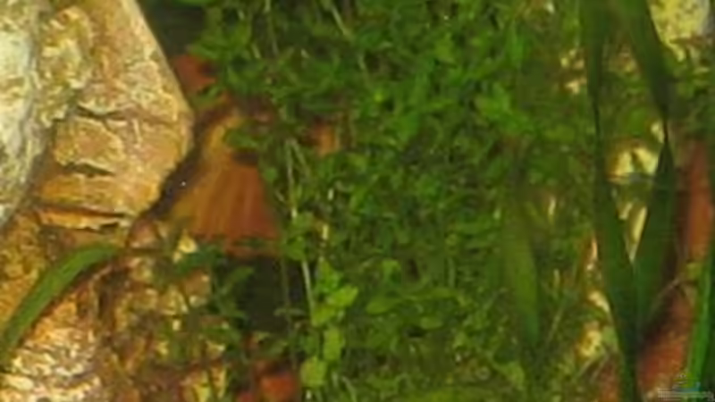 Pflanzen im Aquarium Becken 8478 von Gaspode (9)