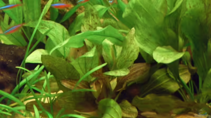 Pflanzen im Aquarium Becken 8507 von Rene2901 (4)