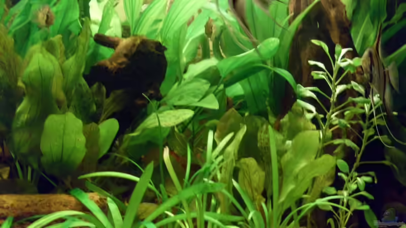 Pflanzen im Aquarium Becken 8507 von Rene2901 (5)