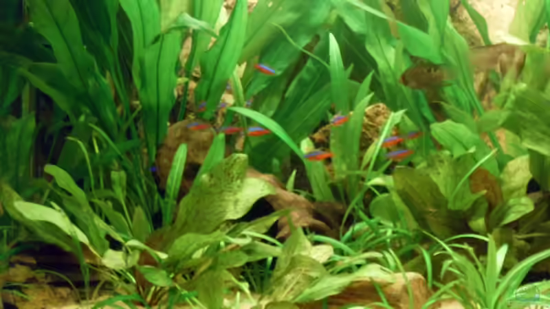 Pflanzen im Aquarium Becken 8507 von Rene2901 (6)
