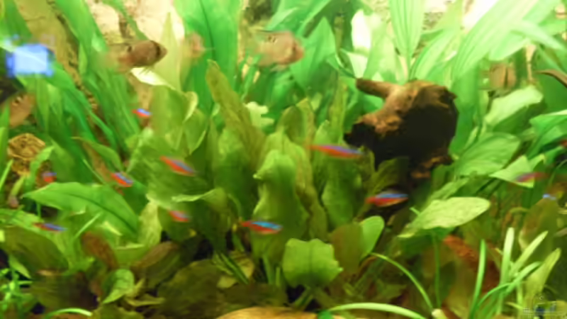Pflanzen im Aquarium Becken 8507 von Rene2901 (7)