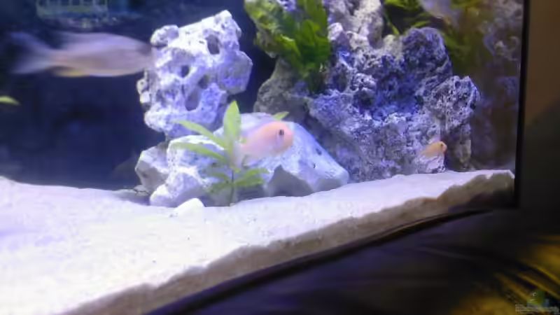 Pflanzen im Aquarium Becken 8509 von Sebastian Wolff (3)