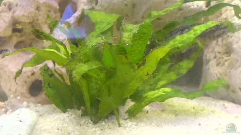 Pflanzen im Aquarium Becken 8558 von Turgut Sen (3)