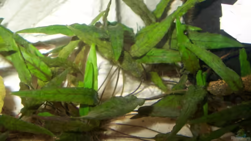 Pflanzen im Aquarium Becken 8560 von J.Liebold (7)