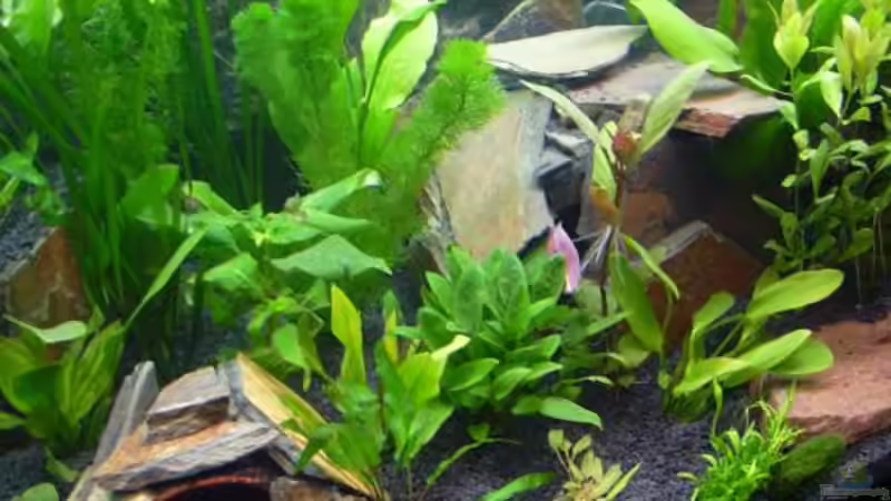 Pflanzen im Aquarium Becken 8561 von Sado-Uwe (16)