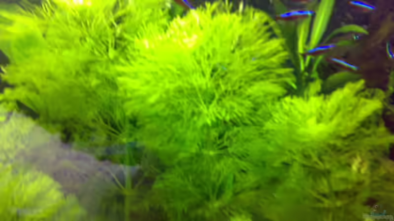 Pflanzen im Aquarium Becken 8574 von Sylvia Hoffmann (10)