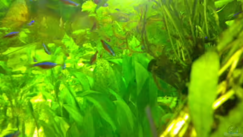 Pflanzen im Aquarium Becken 8574 von Sylvia Hoffmann (6)