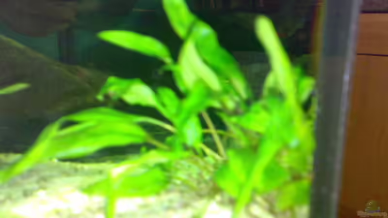 Pflanzen im Aquarium Becken 8574 von Sylvia Hoffmann (7)