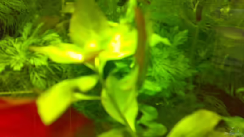 Pflanzen im Aquarium Becken 8574 von Sylvia Hoffmann (8)