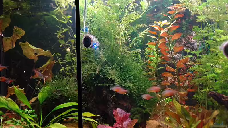 Pflanzen im Aquarium Becken 8583 von WSS (12)