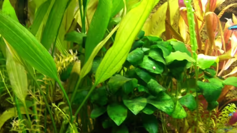 Pflanzen im Aquarium Becken 8596 von Thorsten A. (2)