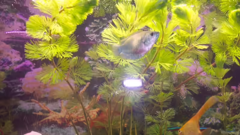 Pflanzen im Aquarium Becken 8627 von Ingo Dahl (4)