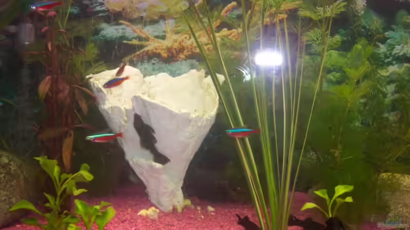 Pflanzen im Aquarium Becken 8627 von Ingo Dahl (5)