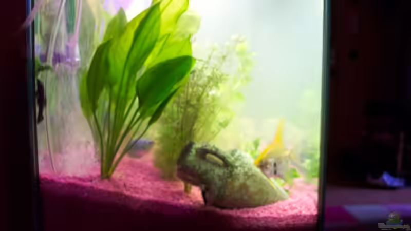 Pflanzen im Aquarium Becken 8627 von Ingo Dahl (6)