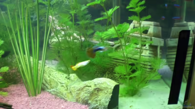 Pflanzen im Aquarium Becken 8627 von Ingo Dahl (7)